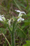 Texas bullnettle